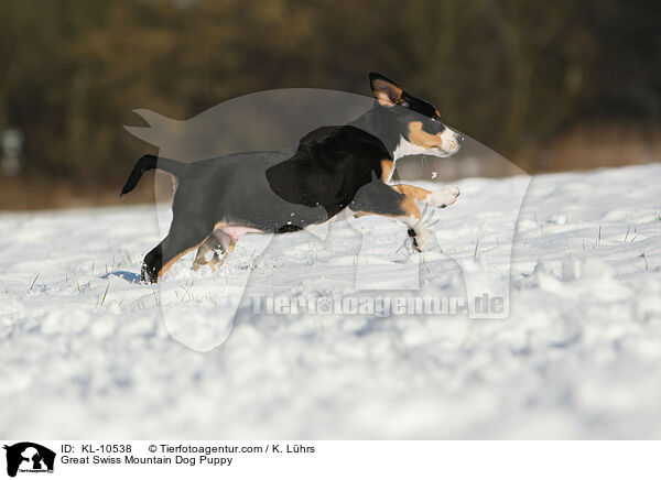 Groer Schweizer Sennenhund Welpe / Great Swiss Mountain Dog Puppy / KL-10538