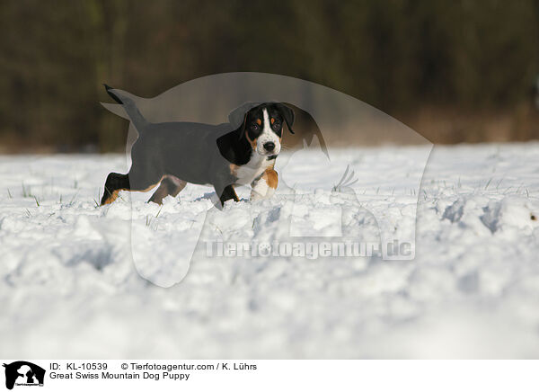 Groer Schweizer Sennenhund Welpe / Great Swiss Mountain Dog Puppy / KL-10539