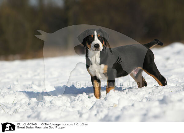 Groer Schweizer Sennenhund Welpe / Great Swiss Mountain Dog Puppy / KL-10540