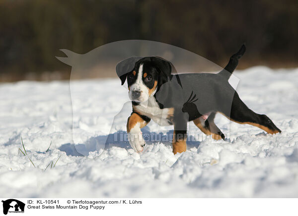 Groer Schweizer Sennenhund Welpe / Great Swiss Mountain Dog Puppy / KL-10541