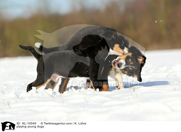 spielende Junghunde / playing young dogs / KL-10549