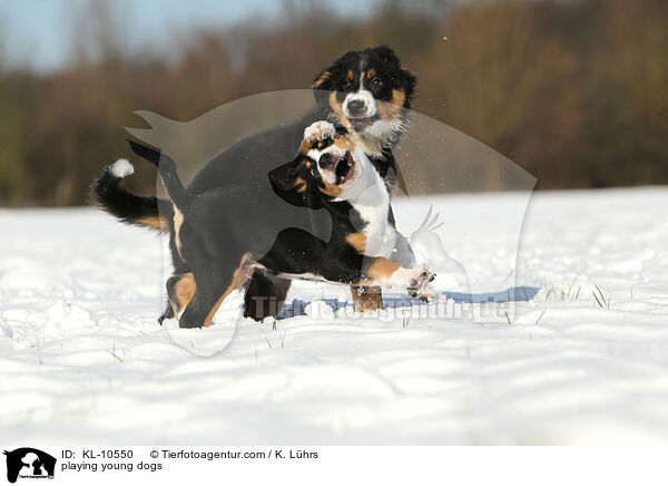 spielende Junghunde / playing young dogs / KL-10550