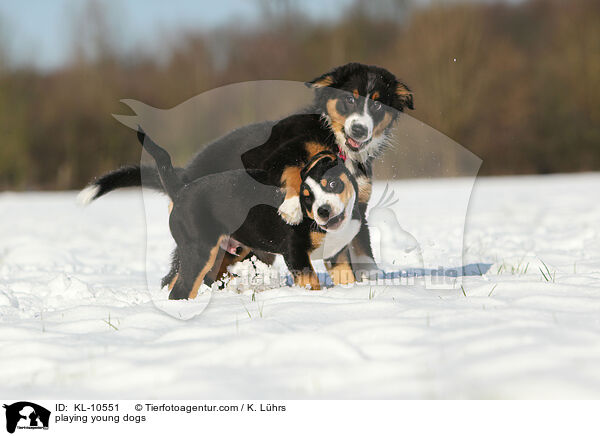 spielende Junghunde / playing young dogs / KL-10551