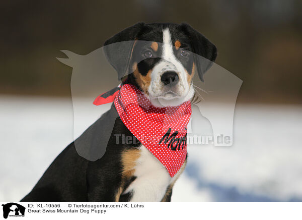 Groer Schweizer Sennenhund Welpe / Great Swiss Mountain Dog Puppy / KL-10556