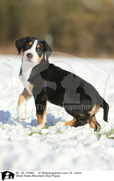Groer Schweizer Sennenhund Welpe / Great Swiss Mountain Dog Puppy / KL-10560