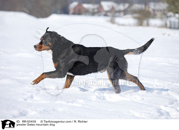 greater Swiss mountain dog / RR-50409