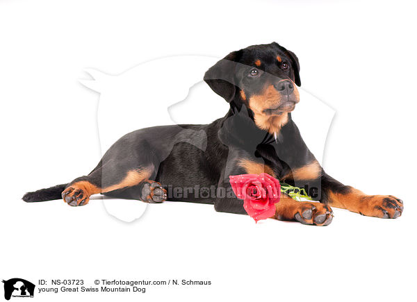 junger Groer Schweizer Sennenhund / young Great Swiss Mountain Dog / NS-03723