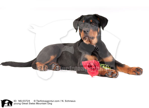 young Great Swiss Mountain Dog / NS-03724