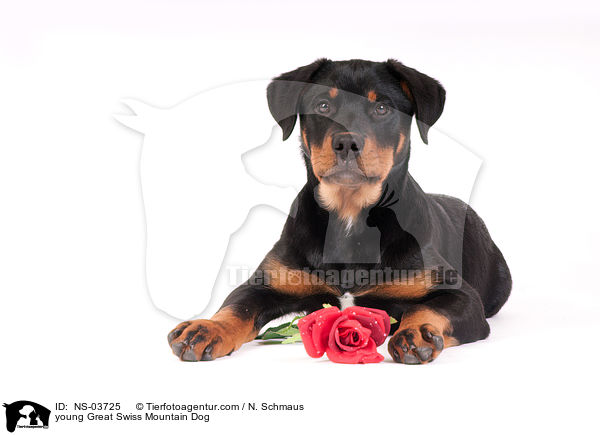 young Great Swiss Mountain Dog / NS-03725