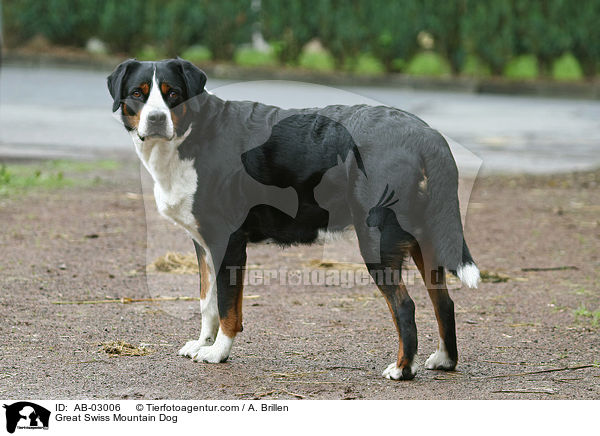 Groer Schweizer Sennenhund / Great Swiss Mountain Dog / AB-03006
