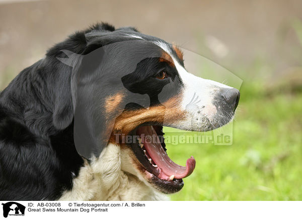 Groer Schweizer Sennenhund Portrait / Great Swiss Mountain Dog Portrait / AB-03008
