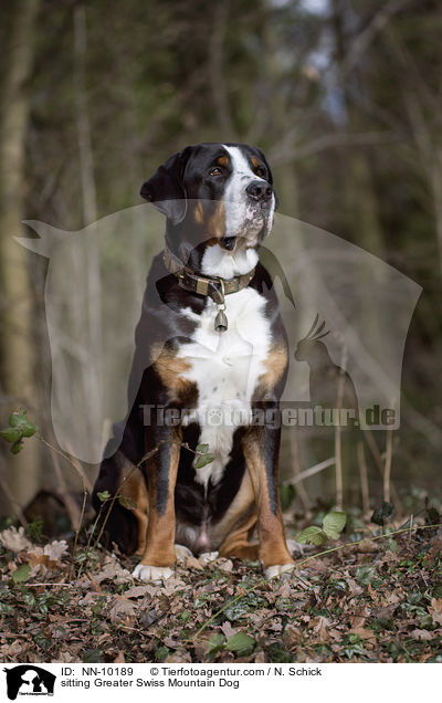 sitting Greater Swiss Mountain Dog / NN-10189