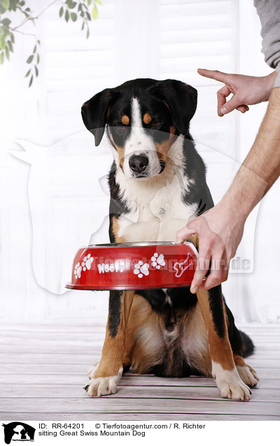 sitting Great Swiss Mountain Dog / RR-64201