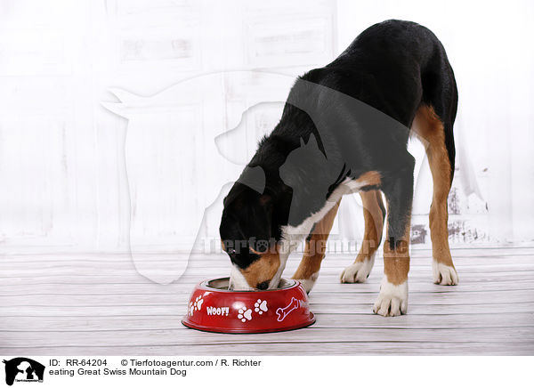 eating Great Swiss Mountain Dog / RR-64204