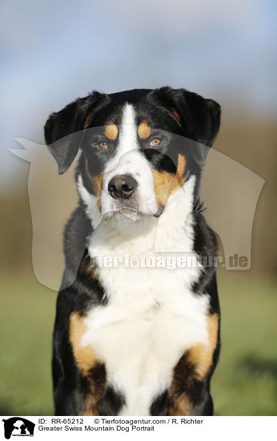 Groer Schweizer Sennenhund Portrait / Greater Swiss Mountain Dog Portrait / RR-65212