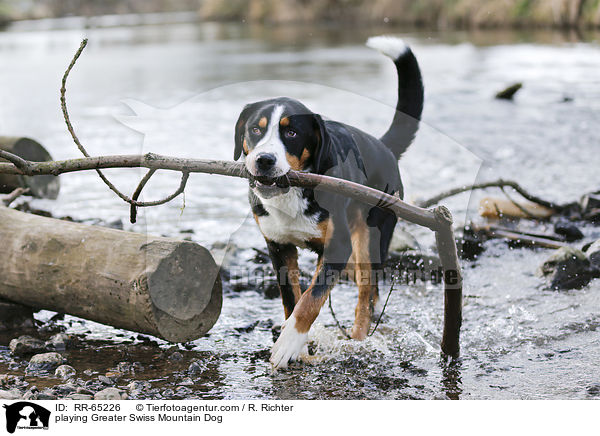 spielender Groer Schweizer Sennenhund / playing Greater Swiss Mountain Dog / RR-65226