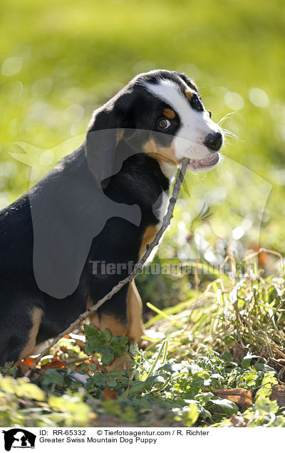 Groer Schweizer Sennenhund Welpe / Greater Swiss Mountain Dog Puppy / RR-65332