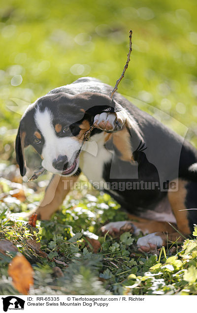 Groer Schweizer Sennenhund Welpe / Greater Swiss Mountain Dog Puppy / RR-65335