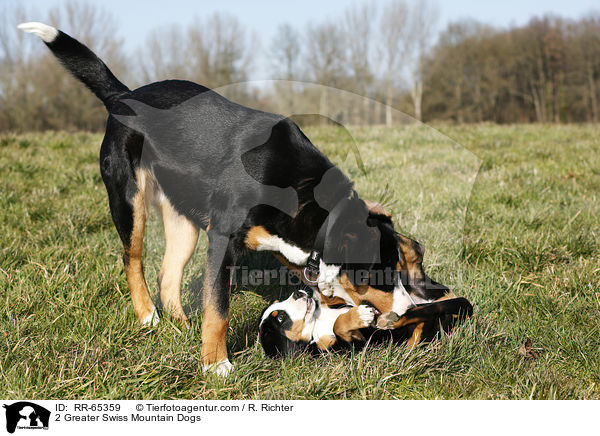 2 Groe Schweizer Sennenhunde / 2 Greater Swiss Mountain Dogs / RR-65359
