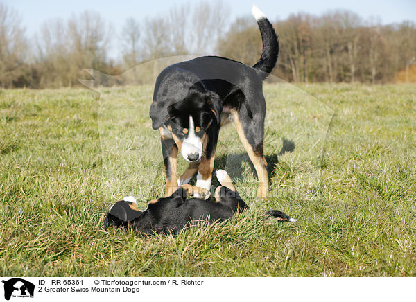 2 Groe Schweizer Sennenhunde / 2 Greater Swiss Mountain Dogs / RR-65361