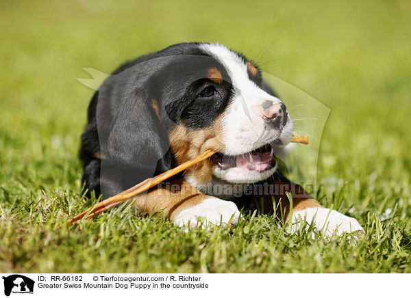 Groer Schweizer Sennenhund Welpe im Grnen / Greater Swiss Mountain Dog Puppy in the countryside / RR-66182