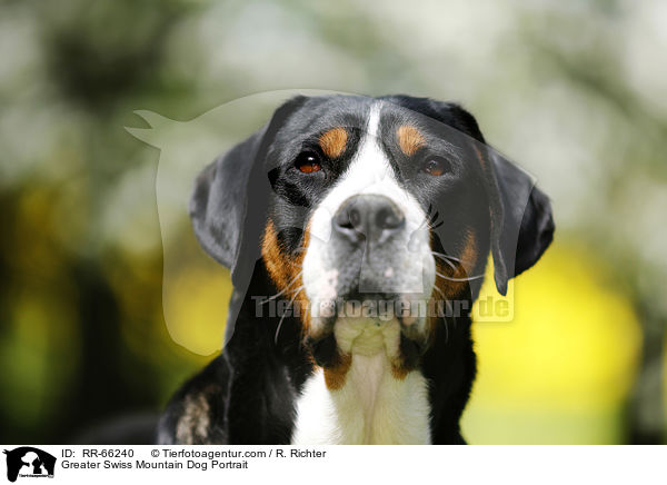 Greater Swiss Mountain Dog Portrait / RR-66240