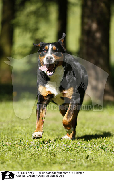 running Greater Swiss Mountain Dog / RR-66257
