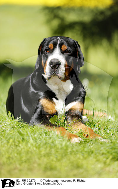 lying Greater Swiss Mountain Dog / RR-66270