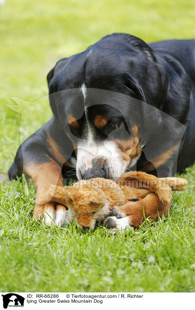 lying Greater Swiss Mountain Dog / RR-66286