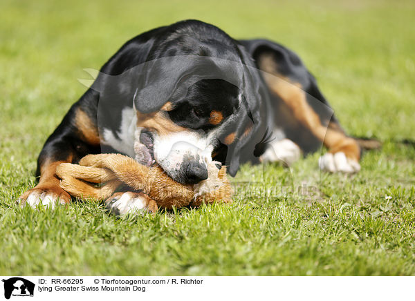 liegender Groer Schweizer Sennenhund / lying Greater Swiss Mountain Dog / RR-66295