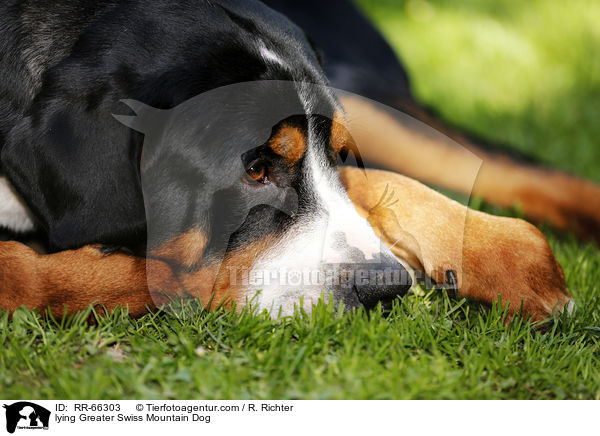 lying Greater Swiss Mountain Dog / RR-66303