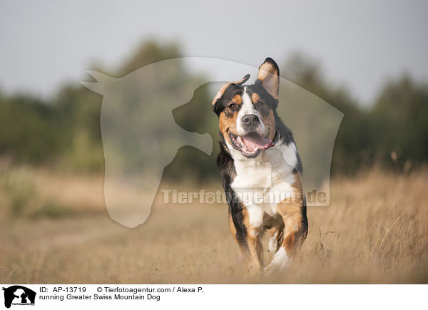 running Greater Swiss Mountain Dog / AP-13719