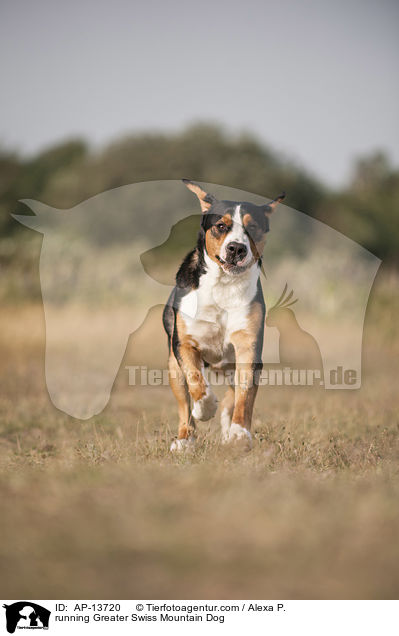 rennender Groer Schweizer Sennenhund / running Greater Swiss Mountain Dog / AP-13720