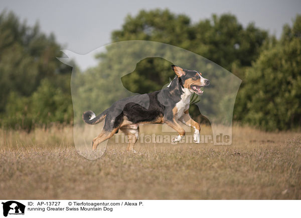 rennender Groer Schweizer Sennenhund / running Greater Swiss Mountain Dog / AP-13727