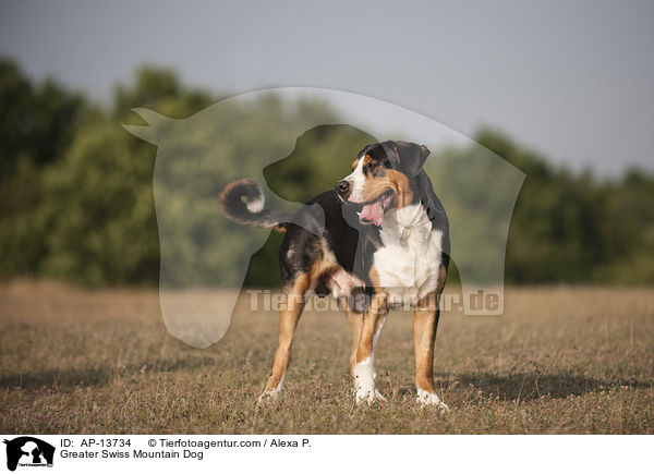 Groer Schweizer Sennenhund / Greater Swiss Mountain Dog / AP-13734
