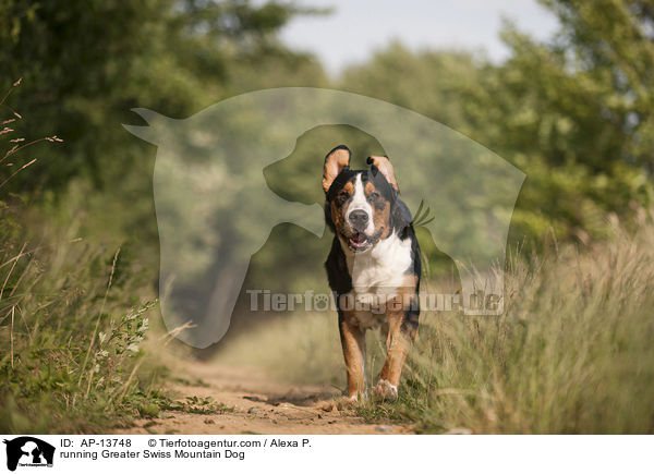rennender Groer Schweizer Sennenhund / running Greater Swiss Mountain Dog / AP-13748