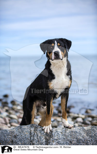 Groer Schweizer Sennenhund / Great Swiss Mountain Dog / RR-67676