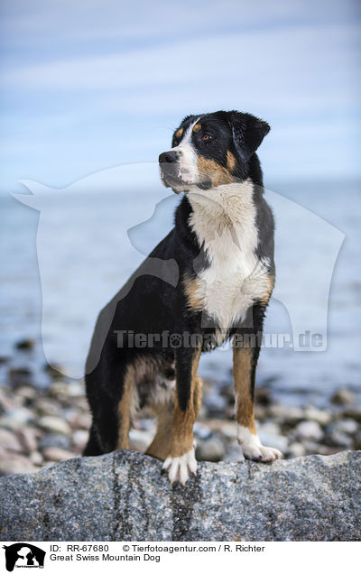 Groer Schweizer Sennenhund / Great Swiss Mountain Dog / RR-67680