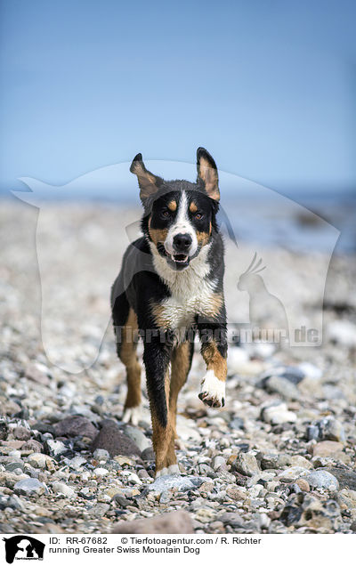 rennender Groer Schweizer Sennenhund / running Greater Swiss Mountain Dog / RR-67682