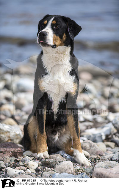 sitzender Groer Schweizer Sennenhund / sitting Greater Swiss Mountain Dog / RR-67685