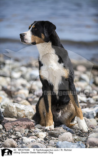 sitzender Groer Schweizer Sennenhund / sitting Greater Swiss Mountain Dog / RR-67686