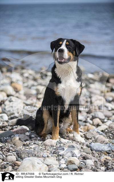 sitzender Groer Schweizer Sennenhund / sitting Greater Swiss Mountain Dog / RR-67688