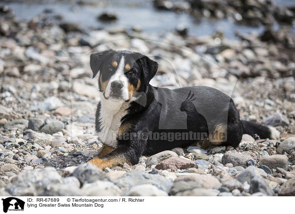 liegender Groer Schweizer Sennenhund / lying Greater Swiss Mountain Dog / RR-67689