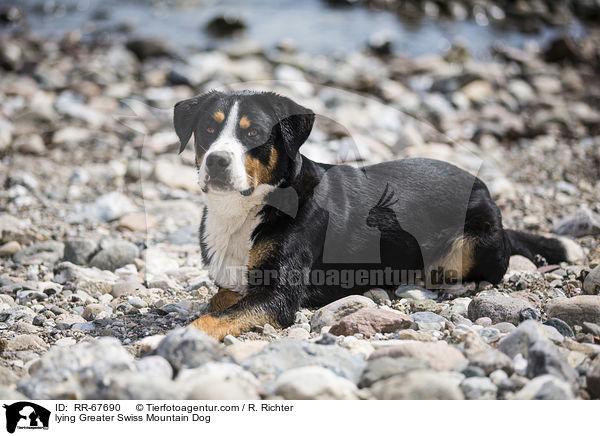 liegender Groer Schweizer Sennenhund / lying Greater Swiss Mountain Dog / RR-67690