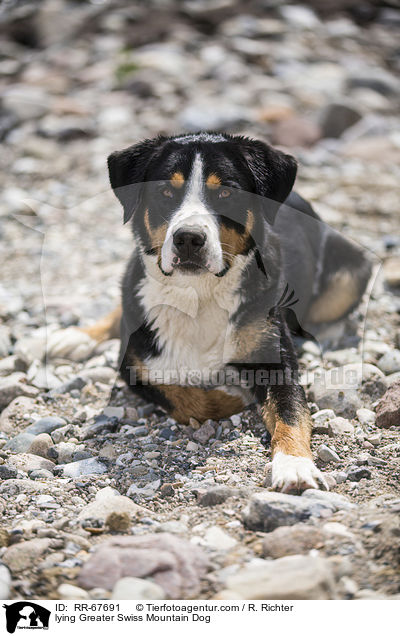 liegender Groer Schweizer Sennenhund / lying Greater Swiss Mountain Dog / RR-67691