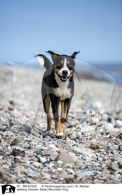 laufender Groer Schweizer Sennenhund / walking Greater Swiss Mountain Dog / RR-67693