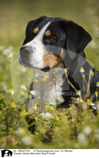 Groer Schweizer Sennenhund Portrait / Greater Swiss Mountain Dog Portrait / RR-67704