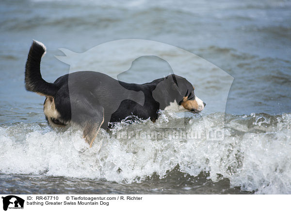 badender Groer Schweizer Sennenhund / bathing Greater Swiss Mountain Dog / RR-67710