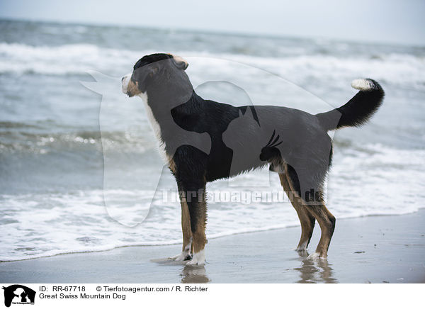 Groer Schweizer Sennenhund / Great Swiss Mountain Dog / RR-67718