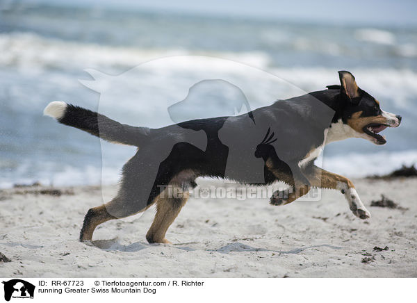 running Greater Swiss Mountain Dog / RR-67723
